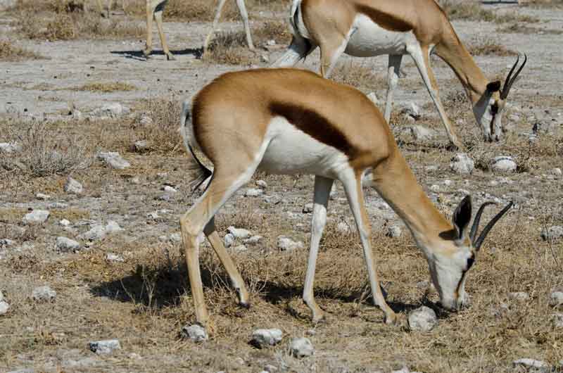 Antílope Springbok - parque nacional de Etosha - Namibia 1.jpg